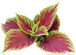 forskolin_250x181